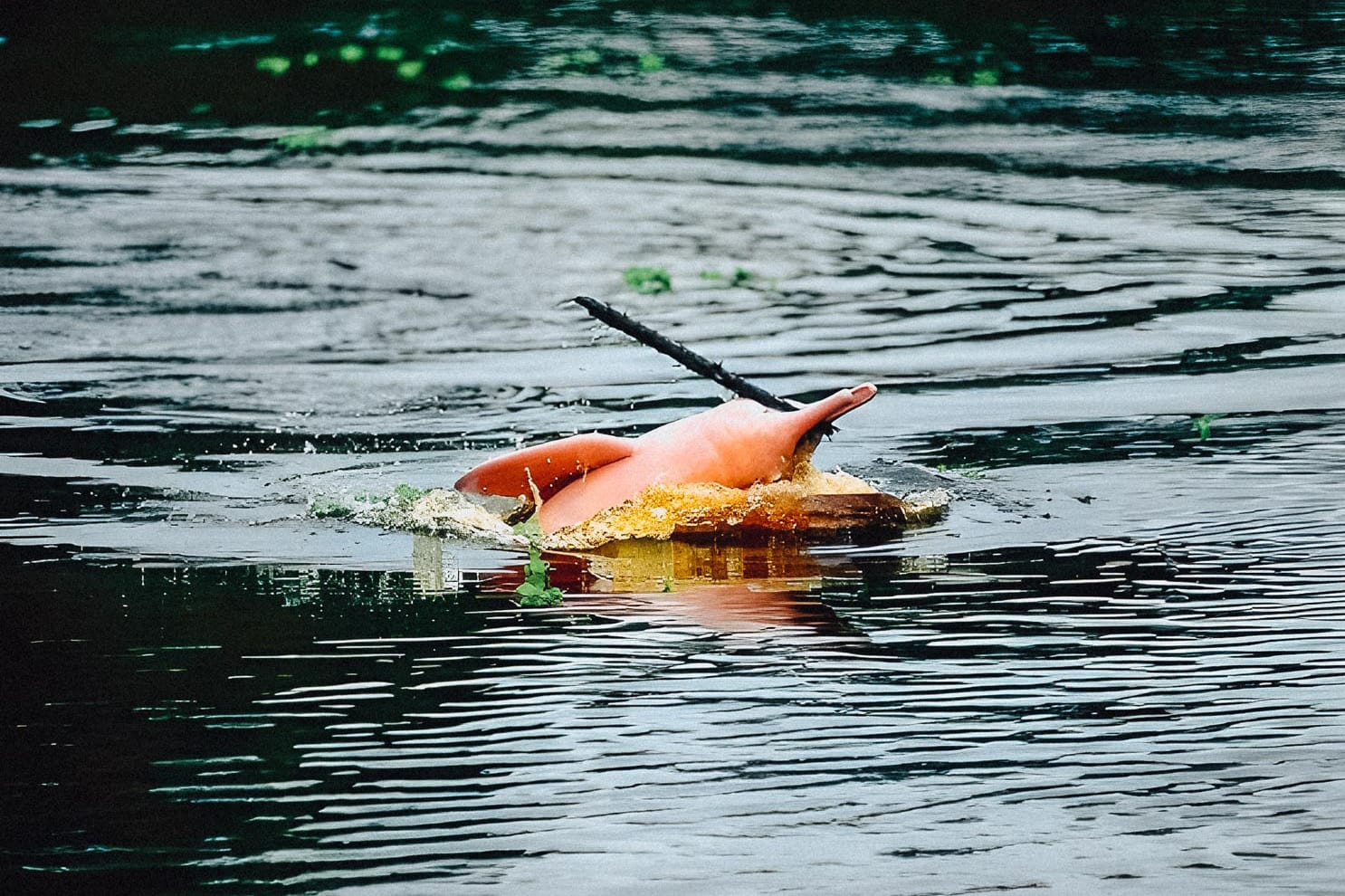Amazonas Sinchicuy Lodge 2 days 3