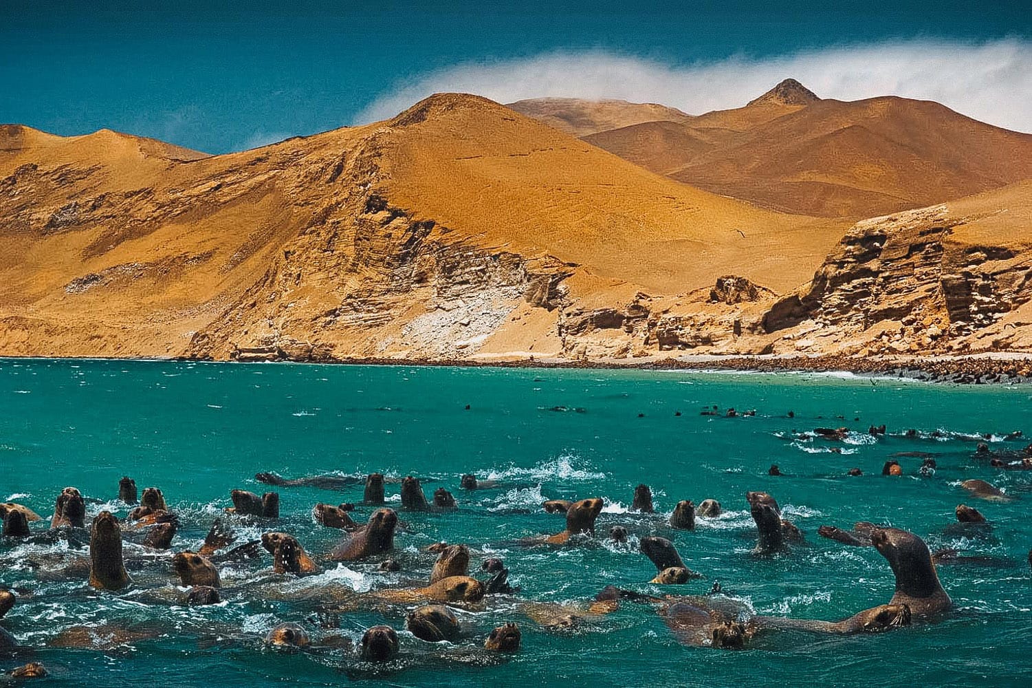 Ballestas Islands and Paracas Reserve Full Day 2