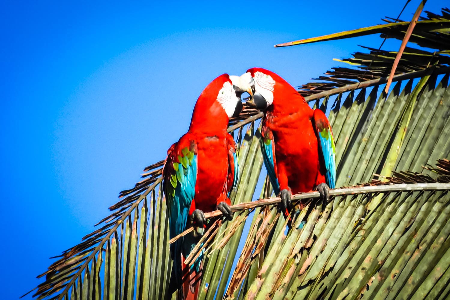 Manu National Park 3 Days 3