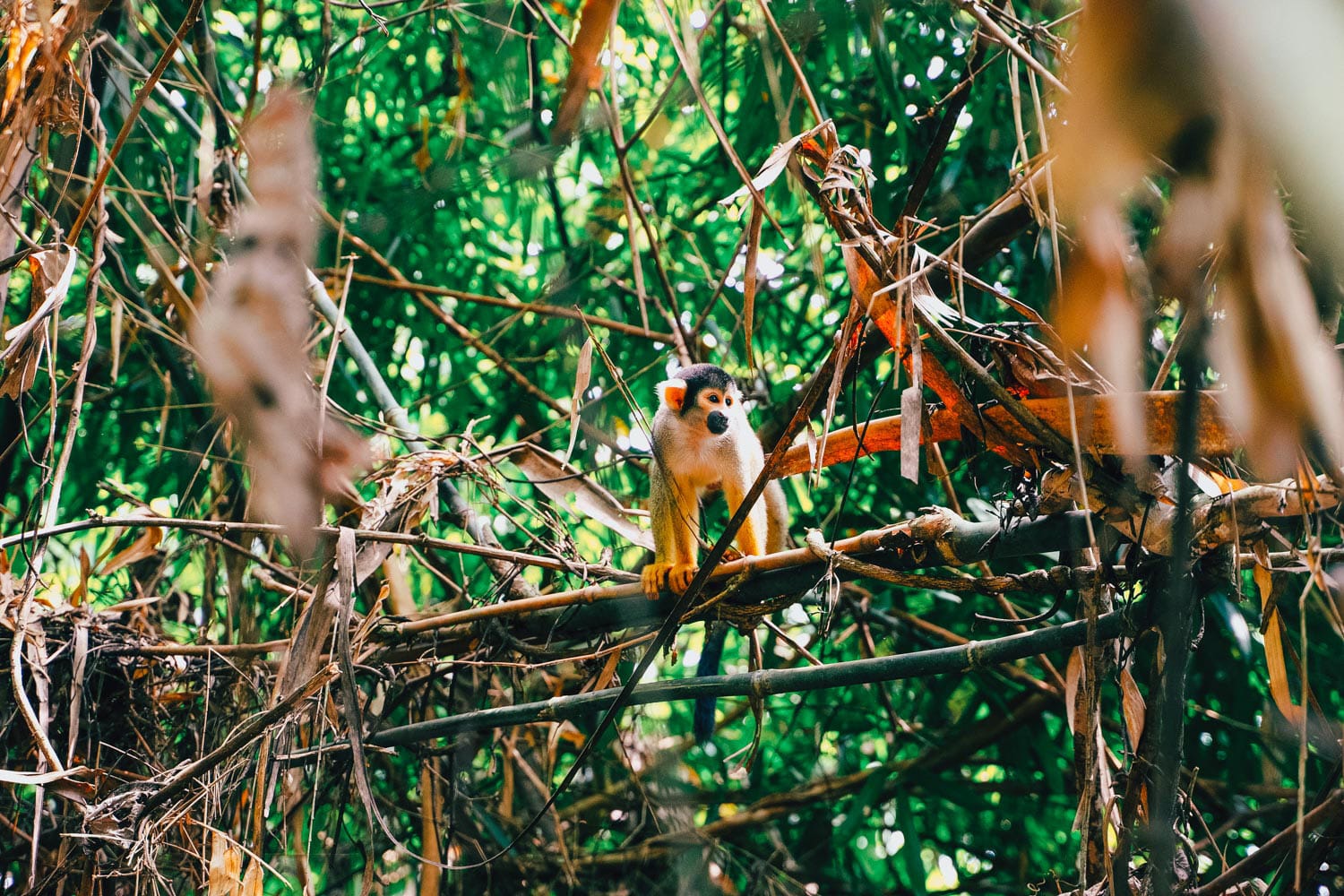 Peru Eco Adventures and Cultural Trip 2