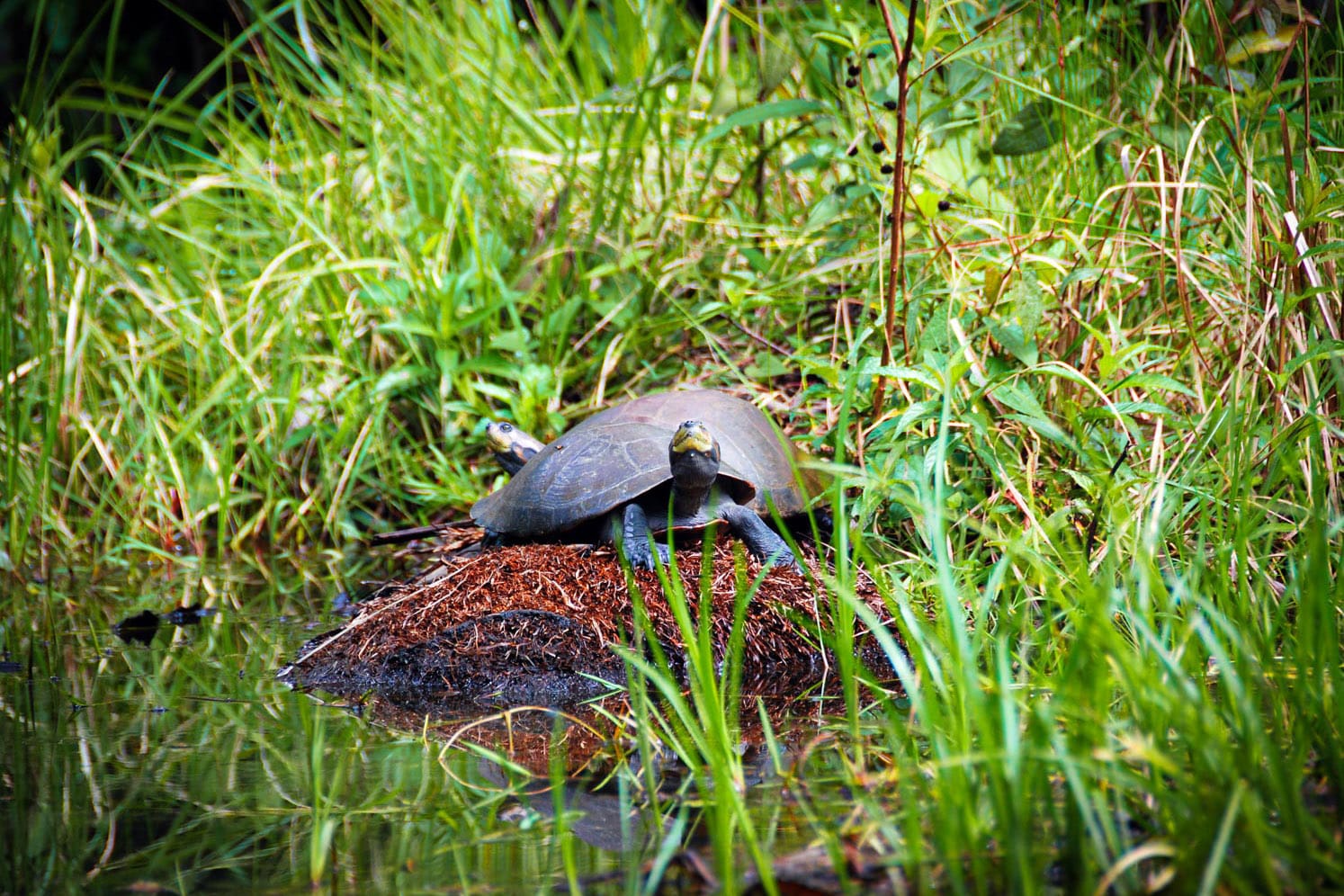 Puerto Maldonado Jungle Tour 3 Days 1