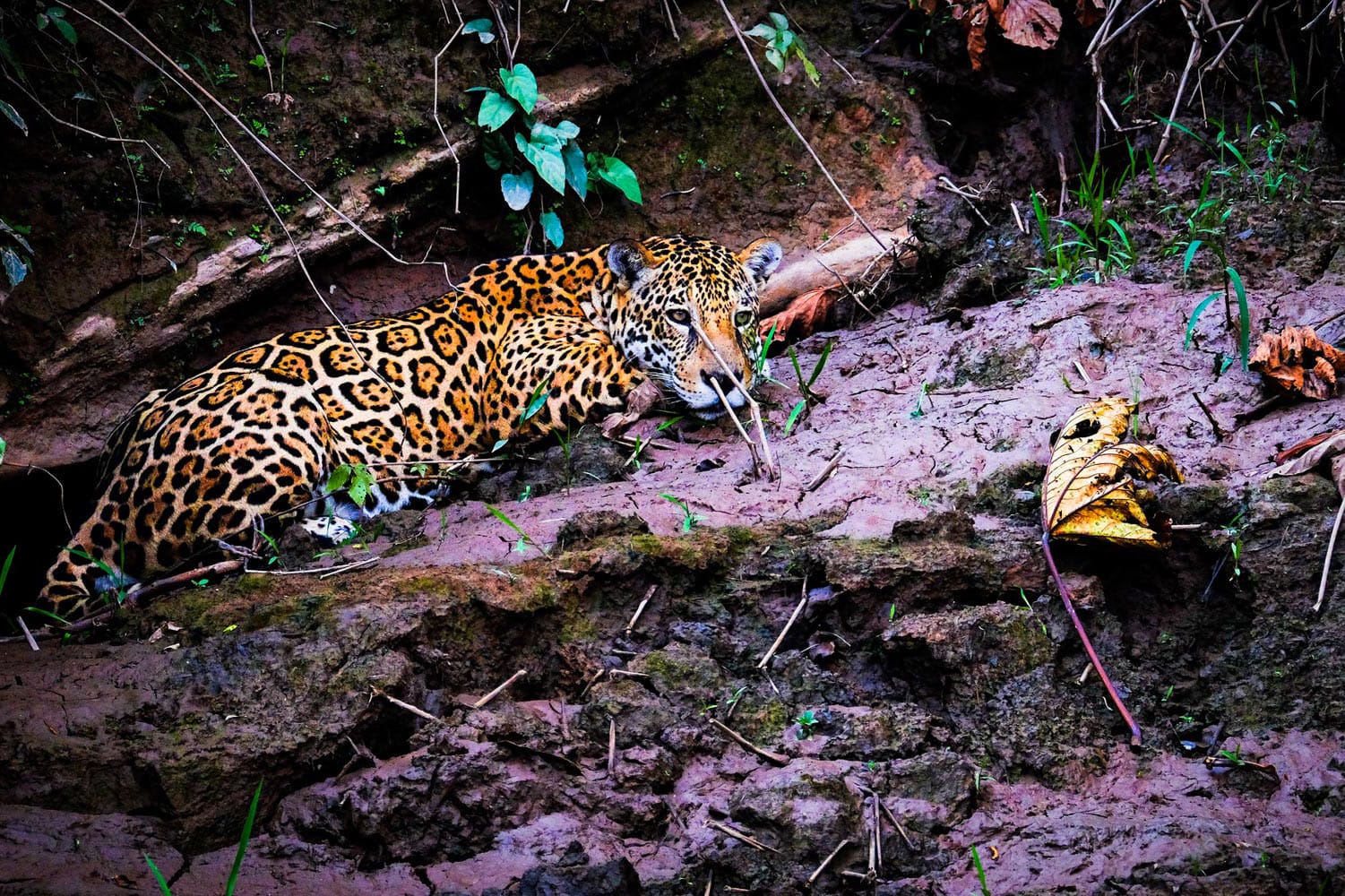 Puerto Maldonado Jungle Tour 3 Days 3