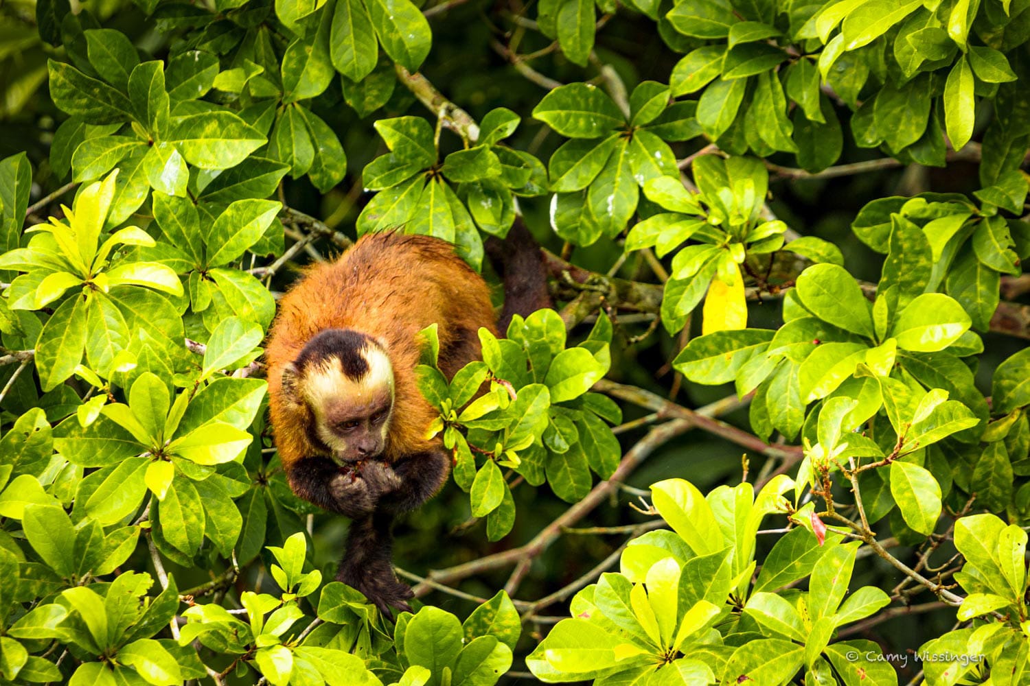 Puerto Maldonado Jungle Tour 3 Days 5