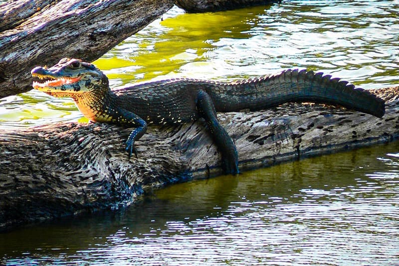 Puerto Maldonado Jungle Tour 3 Days