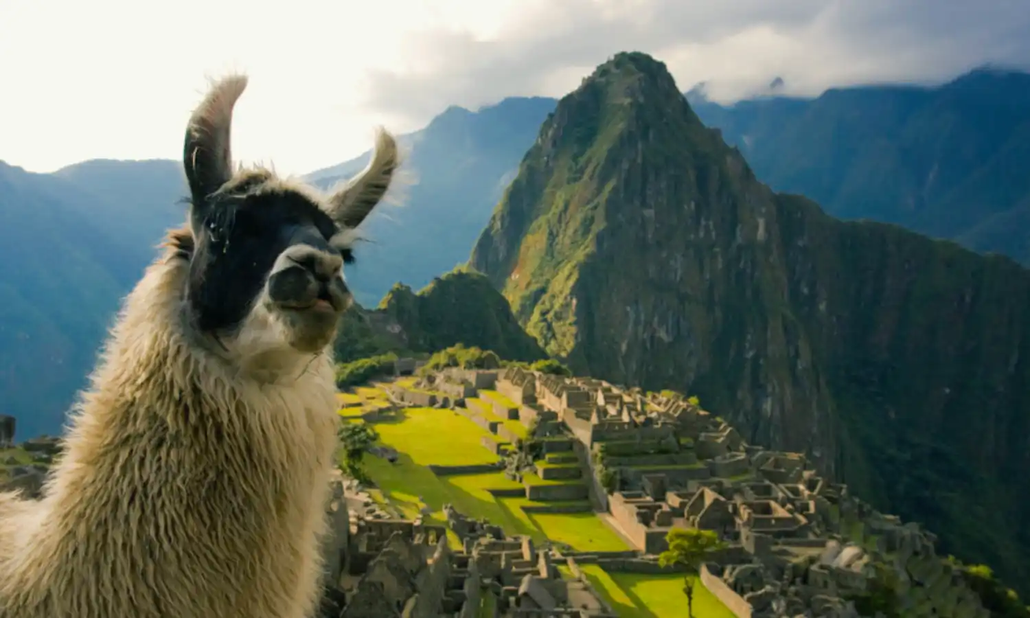 llama machu picchu